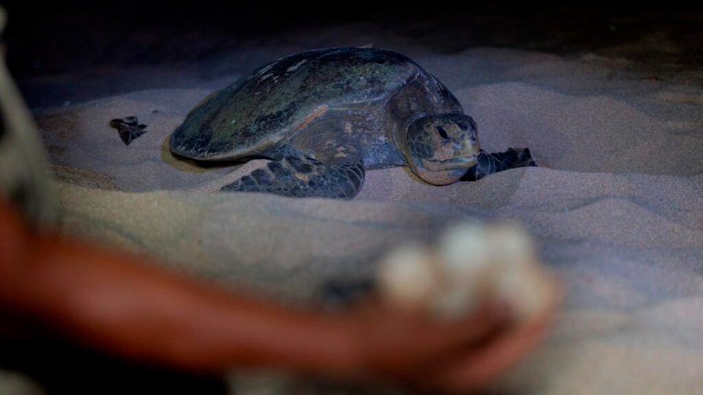 Miles de tortugas golfinas llegan a Ixtapilla para desovar en Michoacán