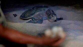 Ixtapilla recibe a miles de tortugas golfinas