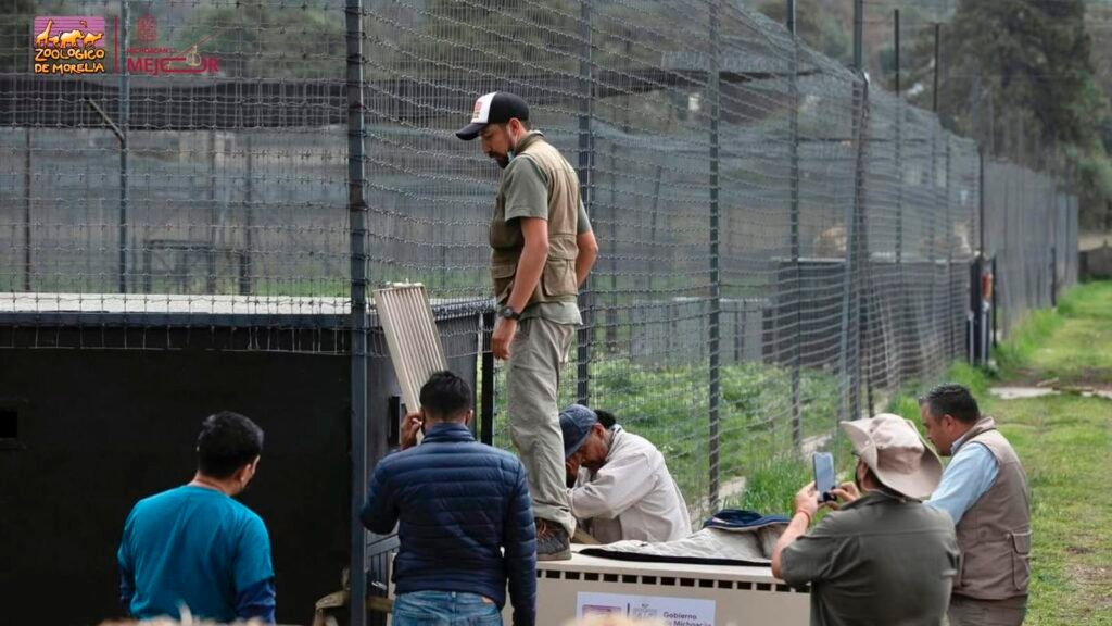 Personal especializado atiende fauna silvestre rescatada en el Zoológico de Morelia.
