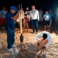 Alfredo Ramírez Bedolla supervisa labores de protección de tortugas marinas en Colola, Aquila.