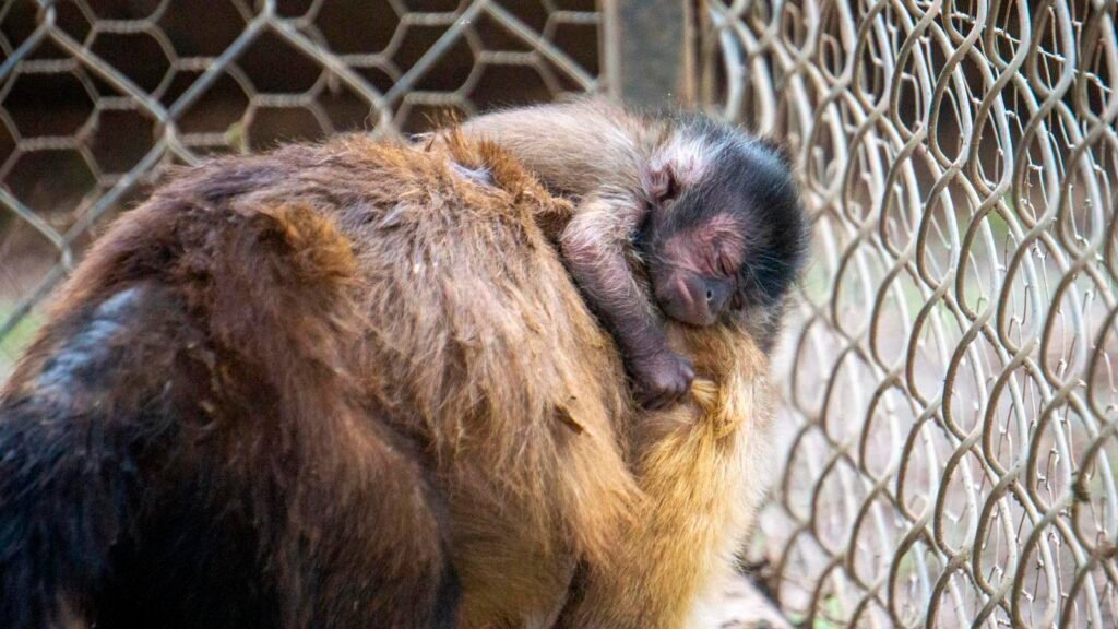 Cría de mono capuchinos en el área de Pequeños Primates del Zoológico de Morelia