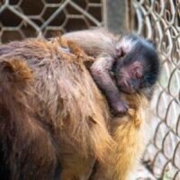 Cría de mono capuchinos en el área de Pequeños Primates del Zoológico de Morelia