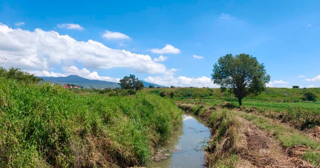 Excavadoras realizan trabajos de limpieza y desazolve del canal entre La Mintzita y San Juanito Itzícuaro en Morelia.