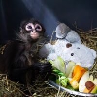 Mono araña rescatado en Michoacán se recupera en el Zoológico de Morelia