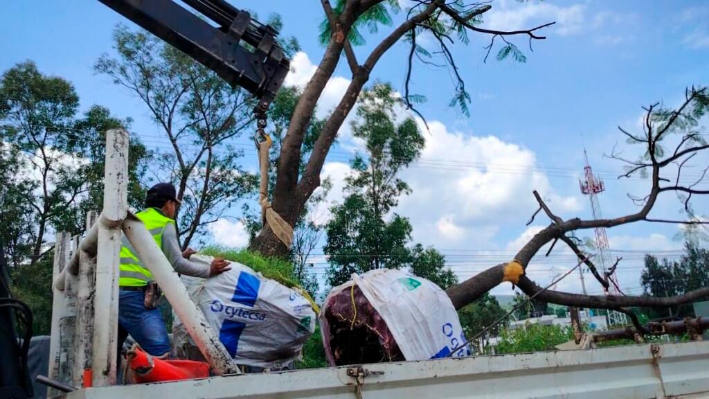 Replantación de árboles como compensación ambiental por obras del Morebús en Morelia