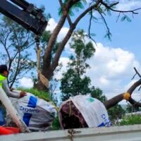 Replantación de árboles como compensación ambiental por obras del Morebús en Morelia