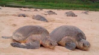 pareja de tortugas