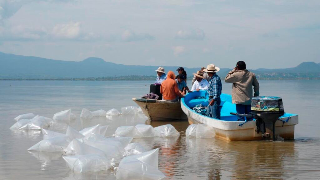 Compesca liberó 80 mil nuevas crías de pez blanco en el lago de Pátzcuaro. En 2026 ya suman 165 mil ejemplares sembrados para recuperar la especie nativa.