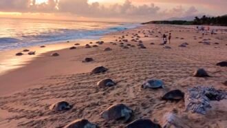 tortugas en ixtapilla michoacan