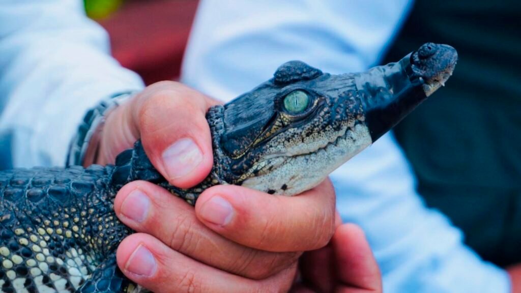 Cría de cocodrilo de pantano y boa constrictora bajo resguardo del Zoológico de Morelia para recibir atención veterinaria especializada.