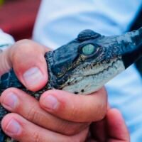 Cría de cocodrilo de pantano y boa constrictora bajo resguardo del Zoológico de Morelia para recibir atención veterinaria especializada.