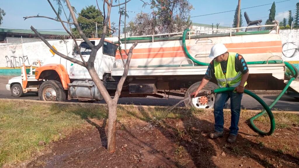 Árboles trasplantados por las obras del Morebús reciben cuidados en Morelia
