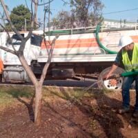 Árboles trasplantados por las obras del Morebús reciben cuidados en Morelia
