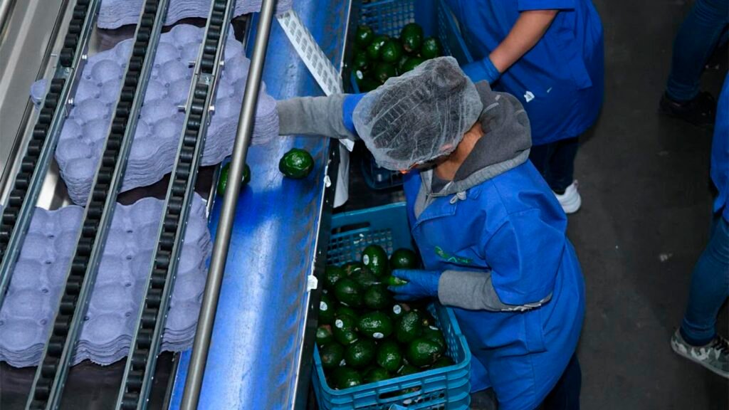 Sedeco capacita al sector aguacatero de Michoacán sobre el Certificado Laboral para la Agroexportación. Aclara las obligaciones de exportadores, productores, empacadoras y huertas familiares.
