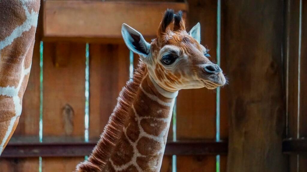 El Zoológico de Morelia anunció el nacimiento de una jirafa reticulada macho. La cría permanece junto a su madre y se encuentra en buen estado de salud.