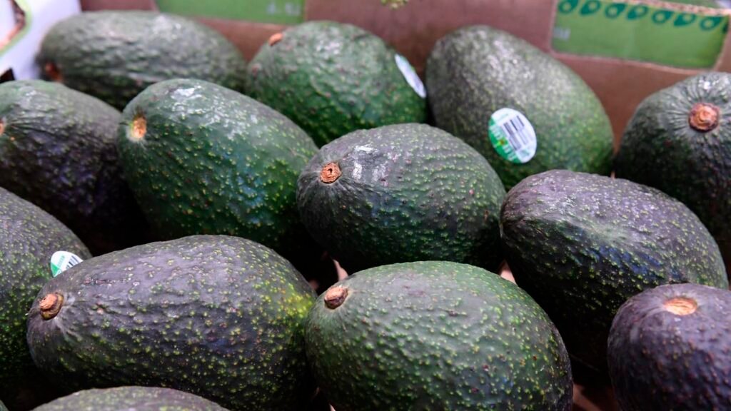 Sedeco aclaró que las empresas exportadoras deben gestionar el CLA, incluso si también producen o empacan aguacate. Además, explicó los criterios del programa para huertos de hasta cinco hectáreas con trabajo exclusivamente familiar.